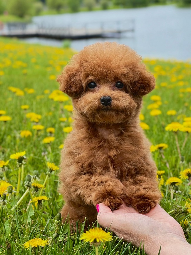 купить микро пуделя Тедди