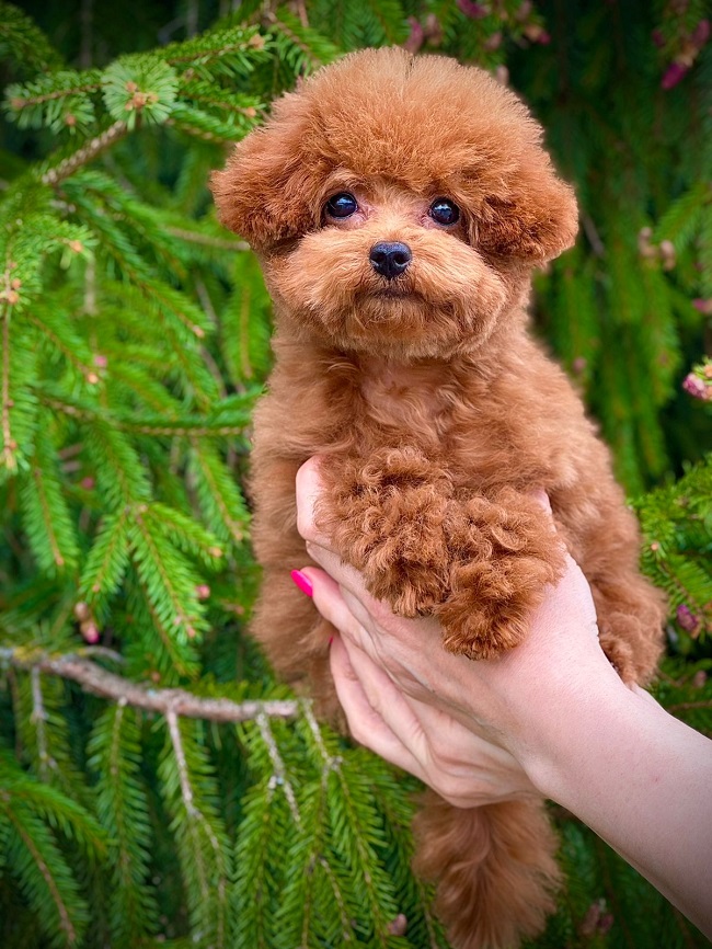 купить микро пуделя Тедди