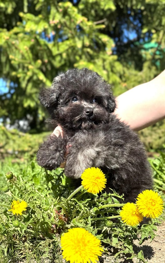 микро пудель