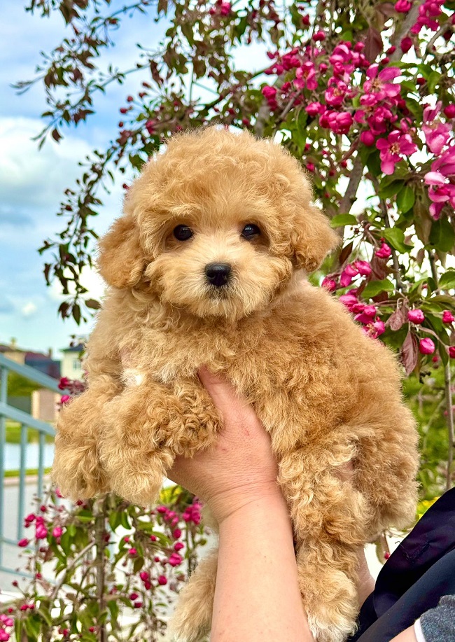 щенок мальтипу