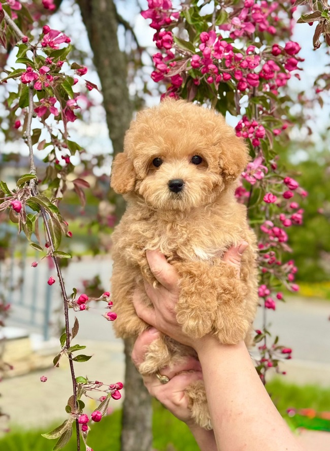 щенок мальтипу