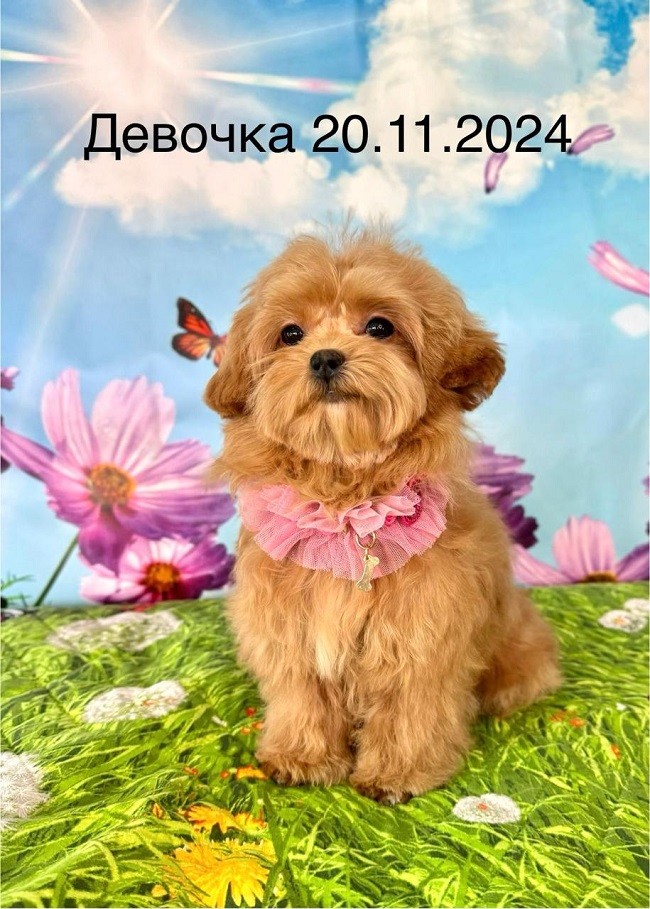 щенок мальтипу