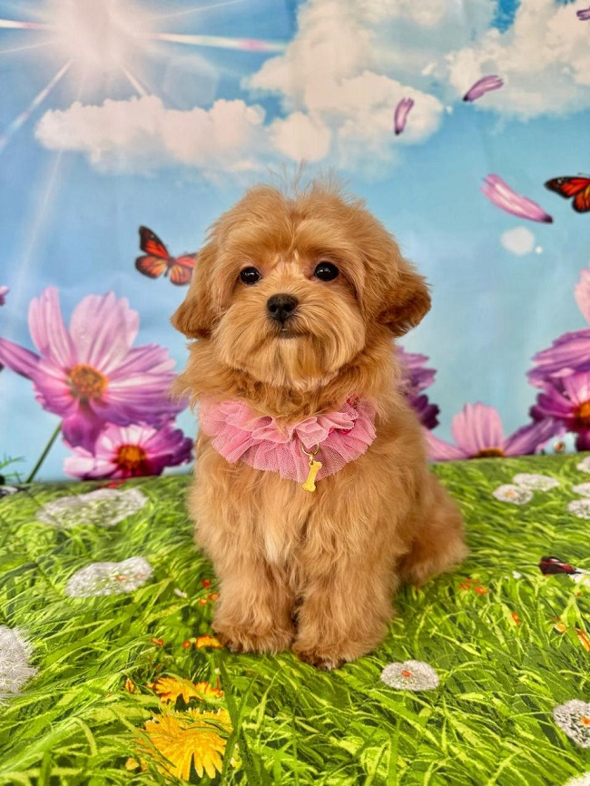 щенок мальтипу