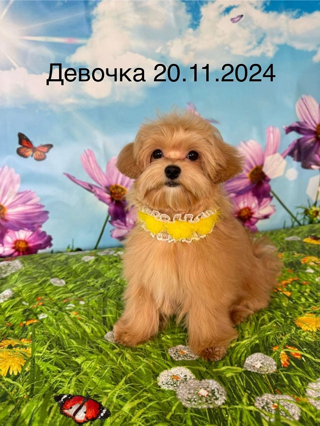 щенок мальтипу