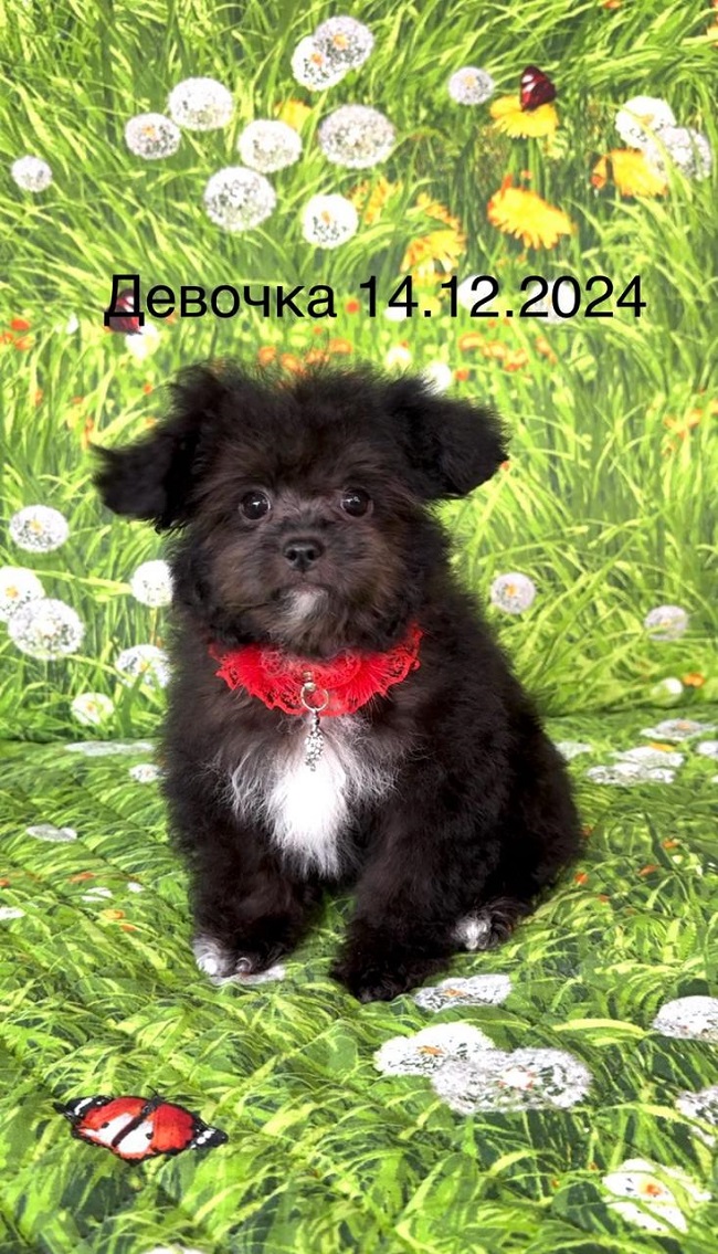 щенок мальтипу