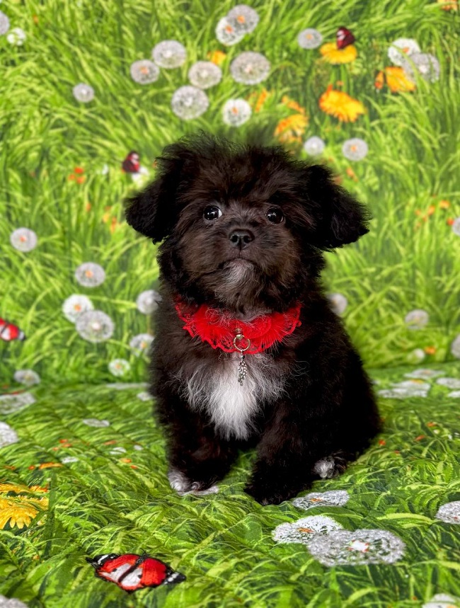 щенок мальтипу