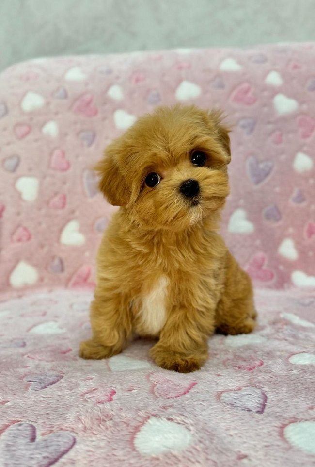 щенок мальтипу