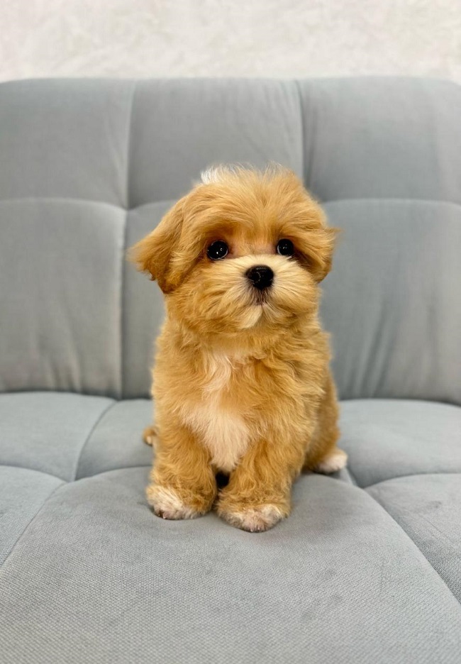 щенок мальтипу