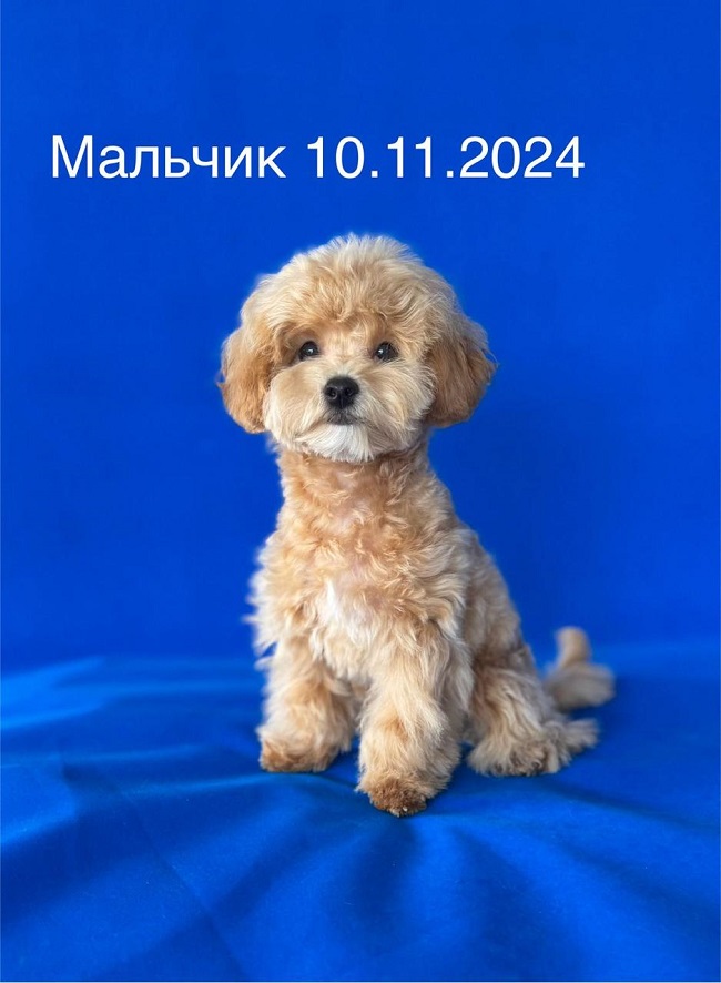 щенок мальтипу