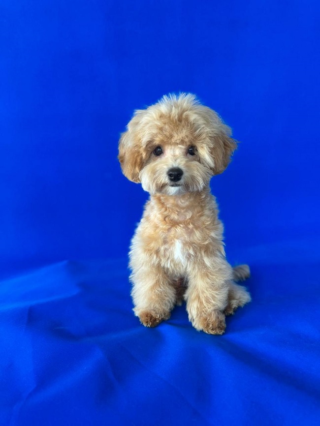 щенок мальтипу