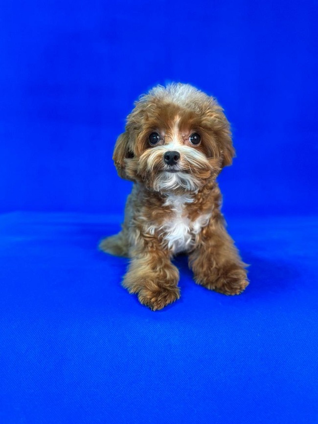 щенок мальтипу