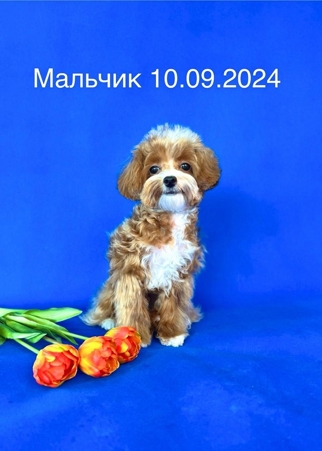 щенок мальтипу