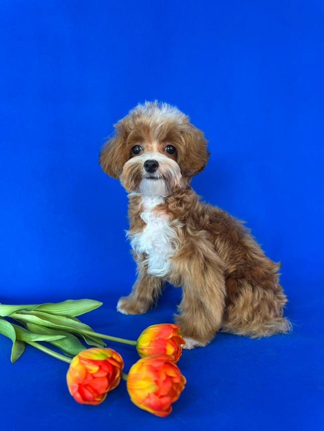 щенок мальтипу