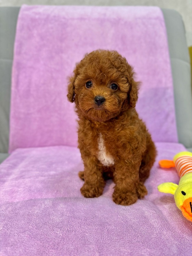 купить той пуделя