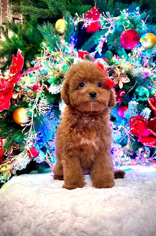 щенок мальтипу