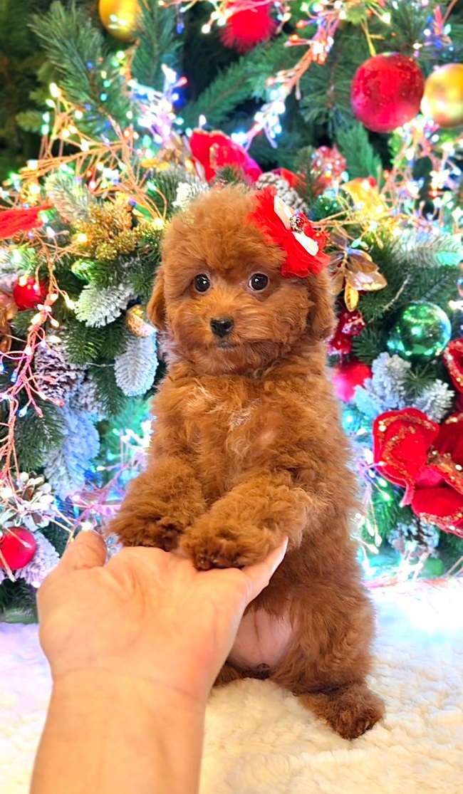 щенок мальтипу