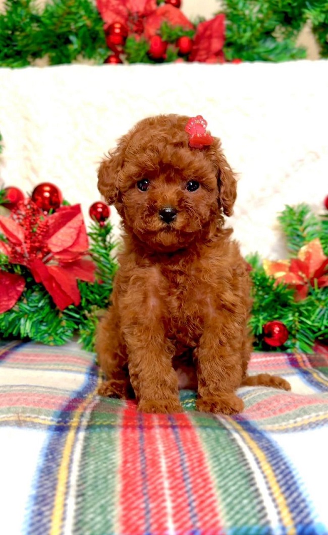 тедди пудель