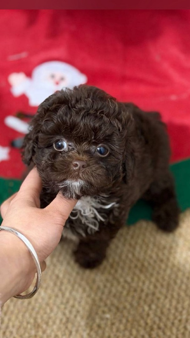 тедди пудель