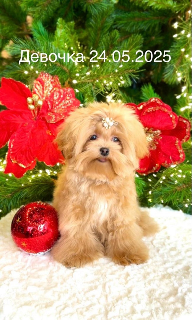 щенок мальтипу