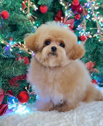 купить щенка бишон-фризе