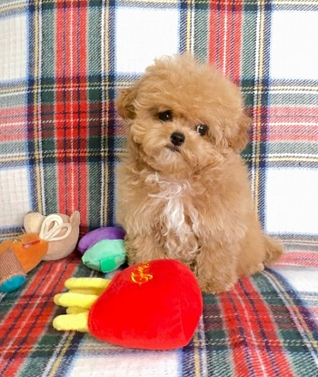 купить щенка бишон-фризе