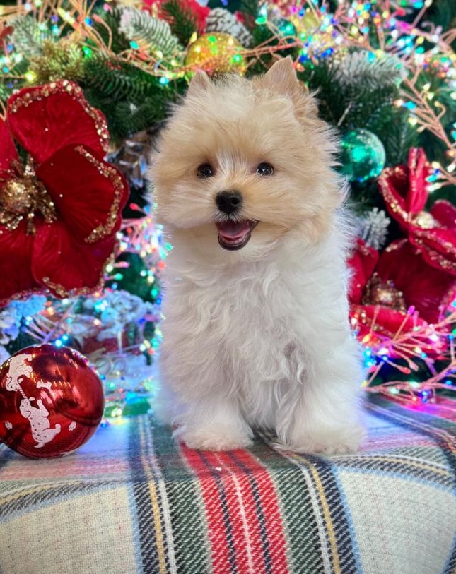 купить йорка в питомнике