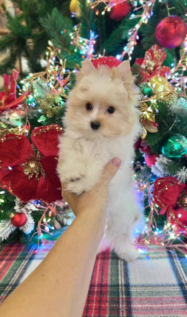 купить йорка в питомнике