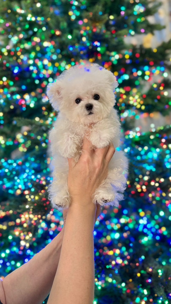 купить щенка бишон-фризе