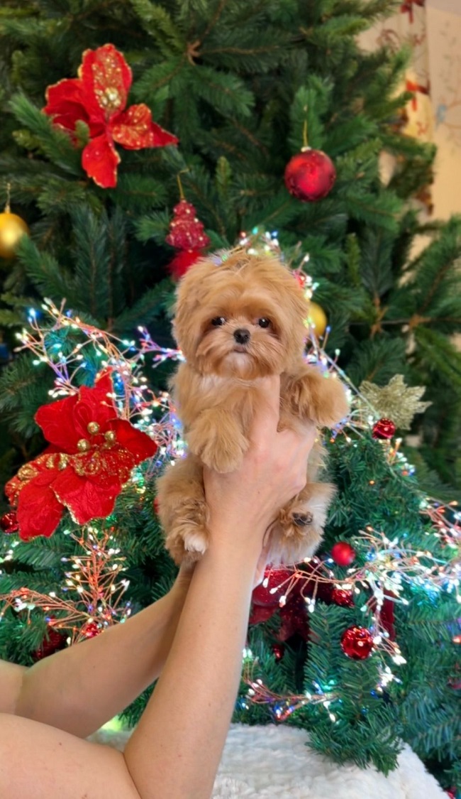 щенок мальтипу