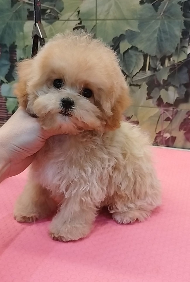 щенок мальтипу