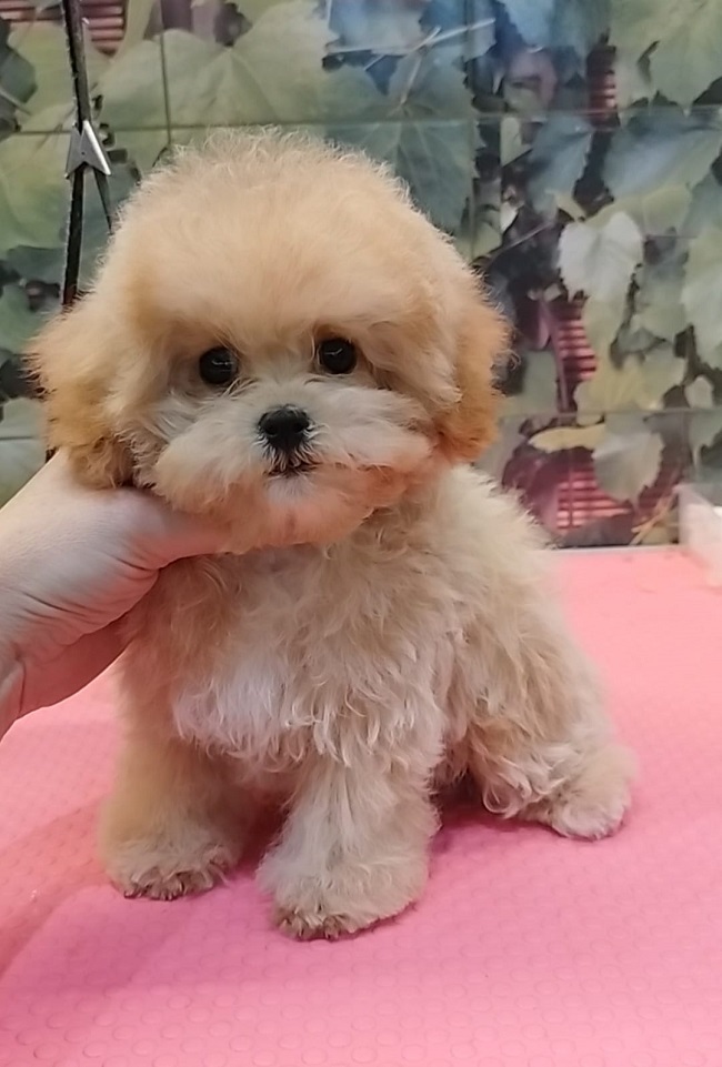 тедди пудель