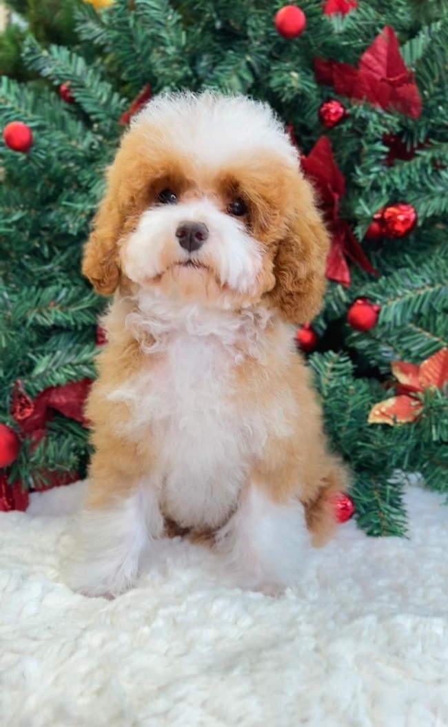 купить щенка той тедди пуделя