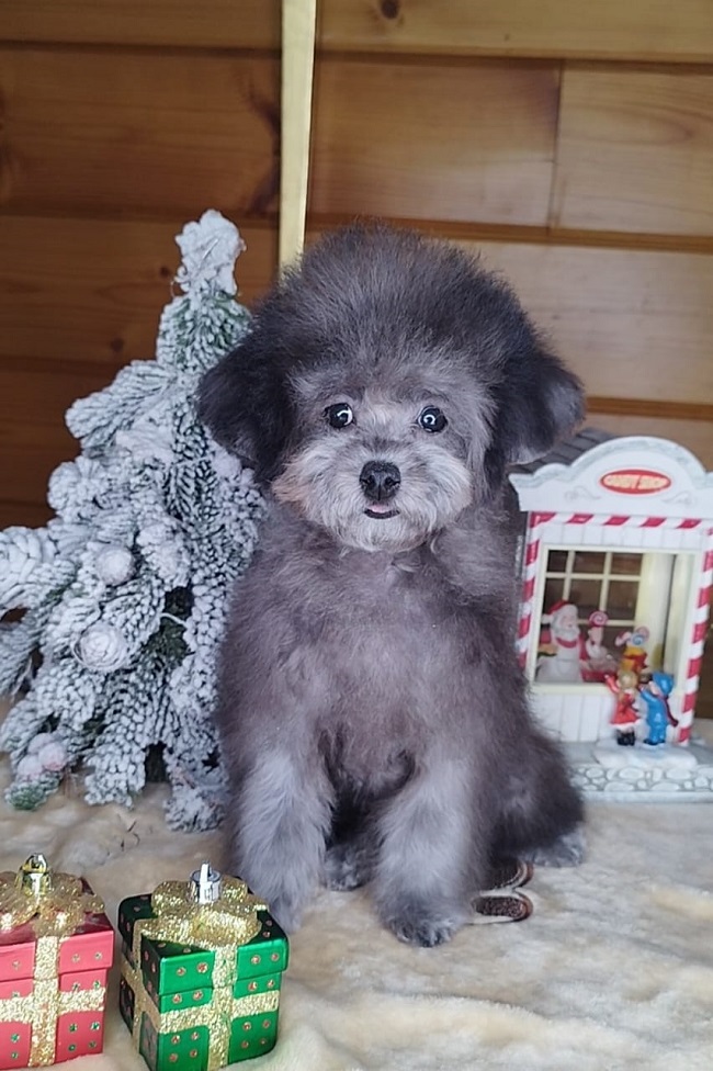 купить щенка той тедди пуделя